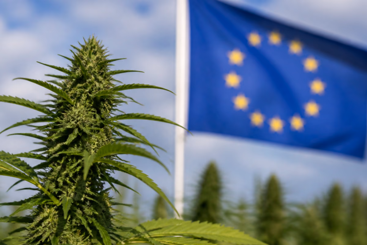 konopie-w-europie-2026-wieksza-roznorodnosc-produktow-mocniejsze-thc-i-rynek-w-przebudowie