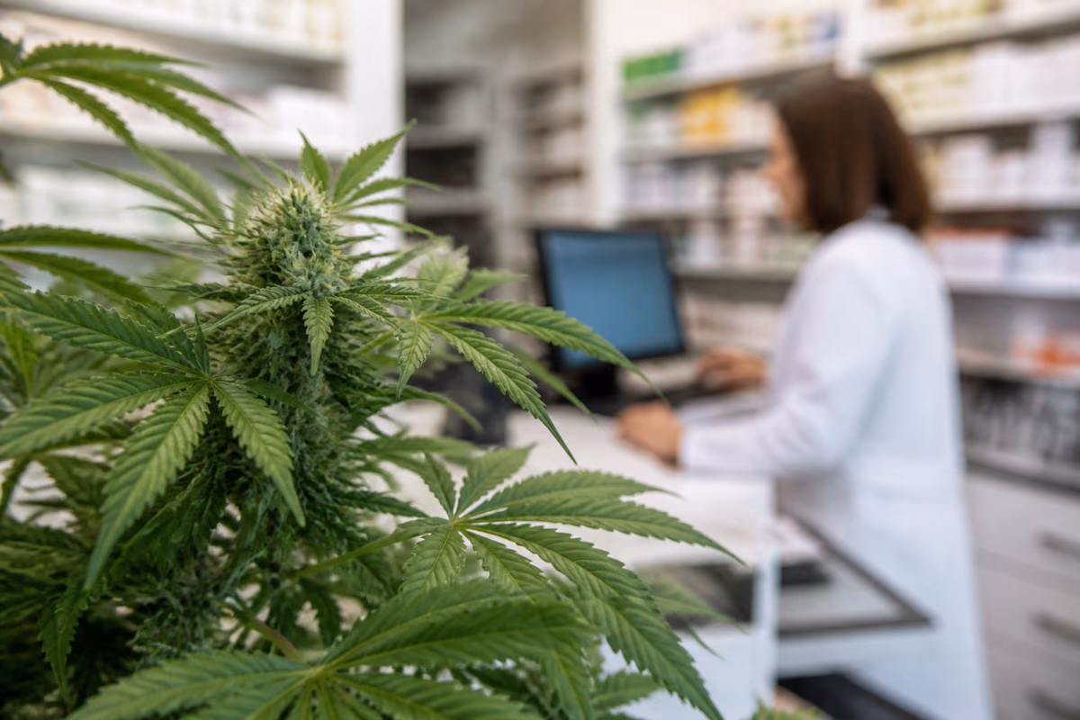 Plantă de canabis înflorită în prim-plan, iar în fundal estompat o farmacistă la computer