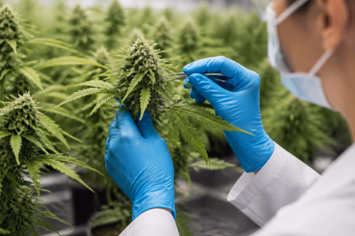 Cercetător cu mănuși albastre și mască examinează cu penseta un mugure de cannabis medical într-o seră