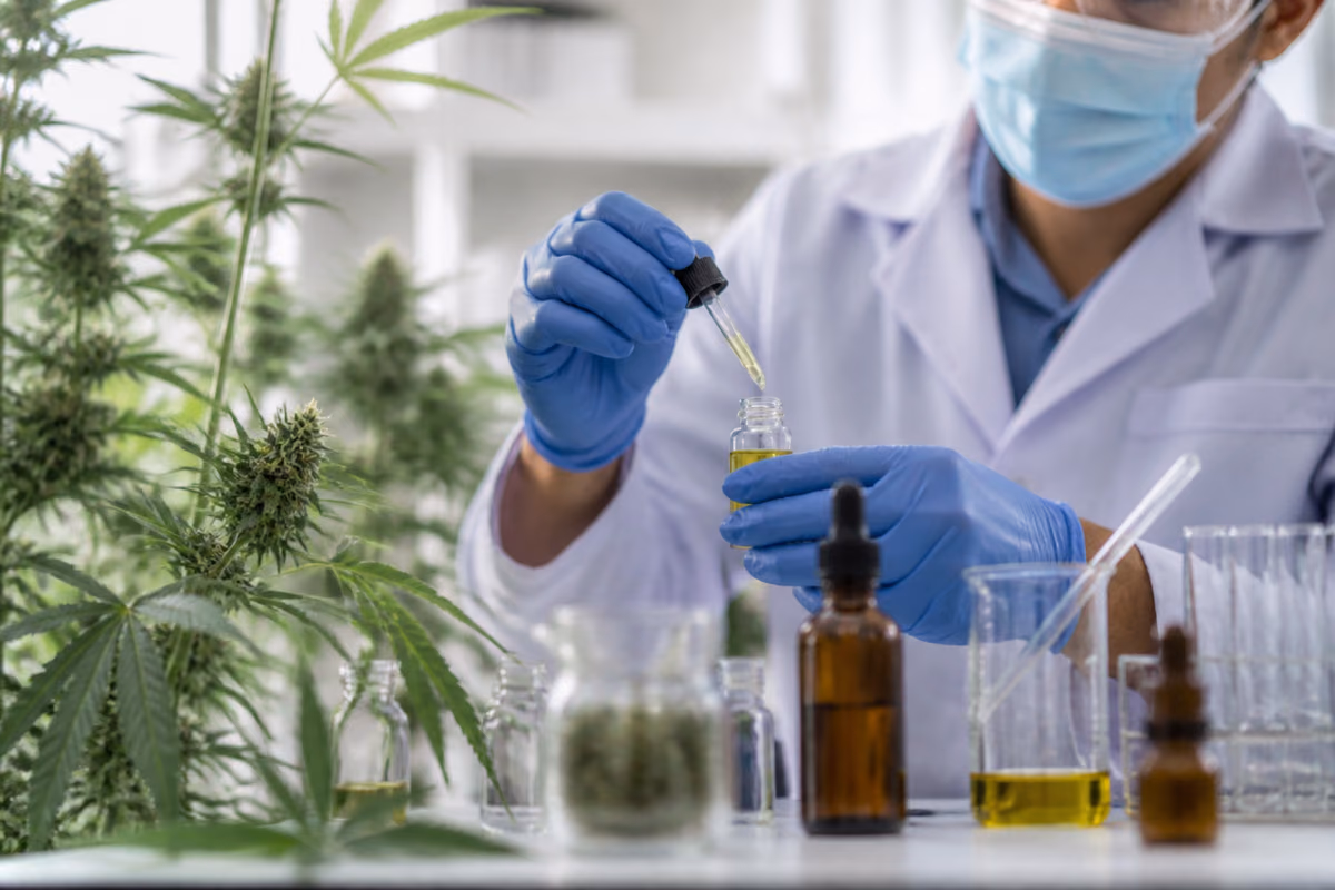 Cercetător în laborator picurând ulei de canabis cu o pipetă într-o fiolă lângă plante de canabis înflorite